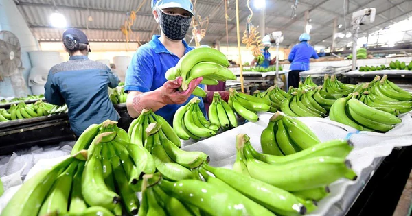 科威特寻求越南卡文迪什香蕉供应 每周需5至9个集装箱 · 报道配图