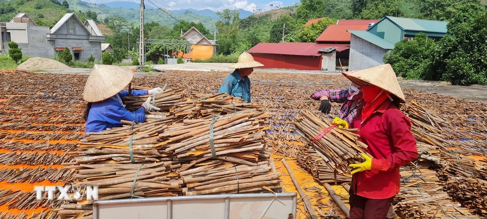越南合作社項目助逾5.5萬女性就業,官員指數字技能仍存差距 · 報道配圖