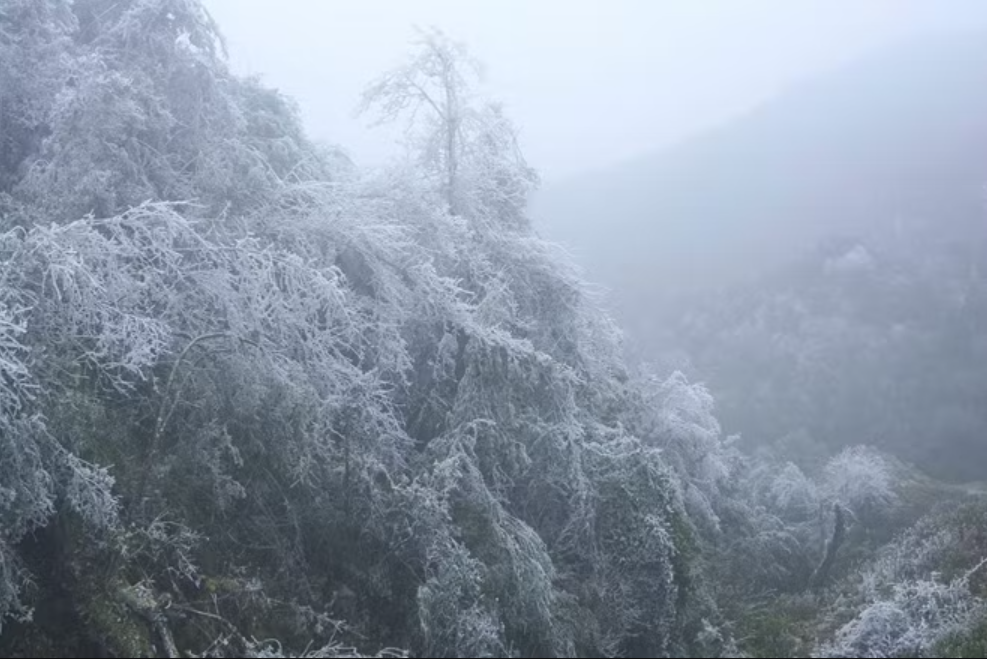 越南一座高逾1500米的山峰,曾出現0°C以下低溫,樹木覆滿白霜