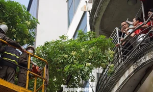 河内阮攸街上乳花树之外增种乌木树
