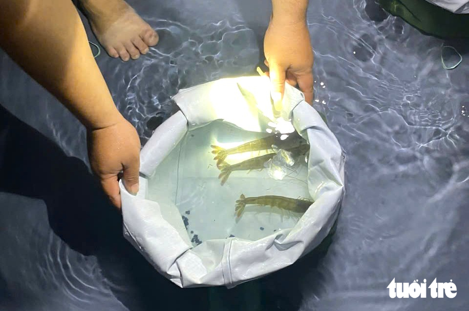庆和省南部地区投放养殖的虾苗
