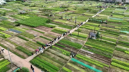 峴港發佈2026至2030年新農村村組九組標準