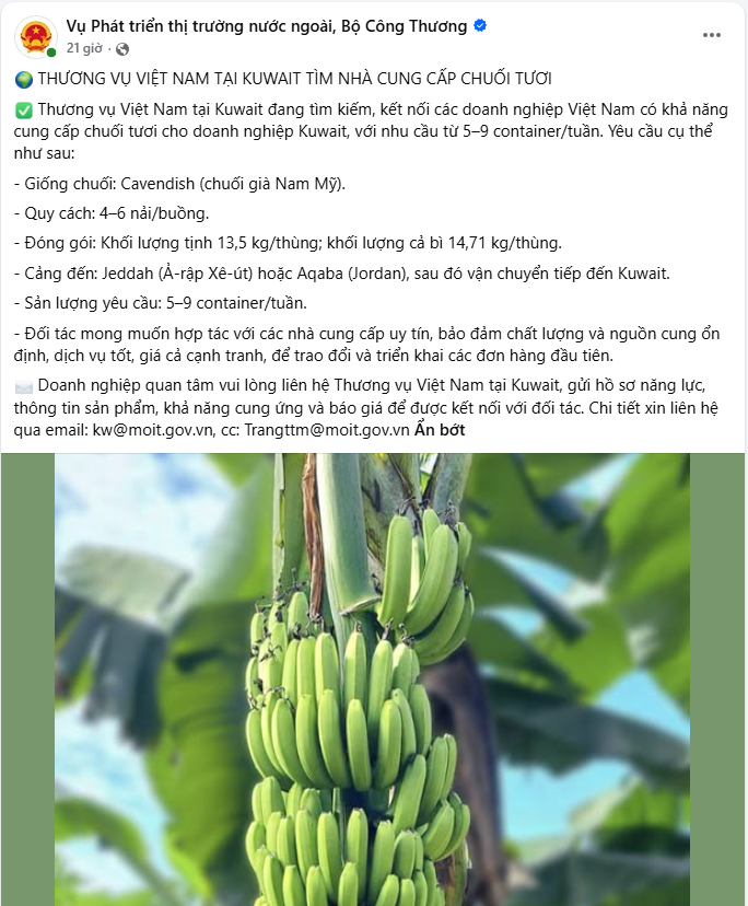 科威特寻求越南卡文迪什香蕉供应 每周需5至9个集装箱 · 报道配图