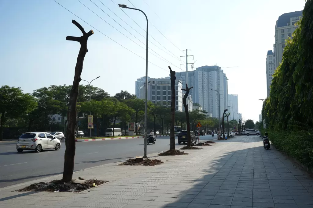 砍伐樹木、修剪人行道以修建穿過三環路的美池—楊廷藝地下通道