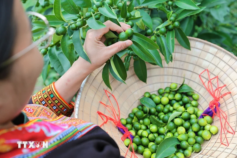 諒山母山野檸檬獲OCOP三星認證,合作社推深加工產品 · 報道配圖