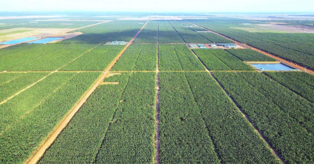 越南有一位亿万富翁在柬埔寨种植超过2000公顷菠萝:获美国135年历史集团携手合作,预计年产量10万吨