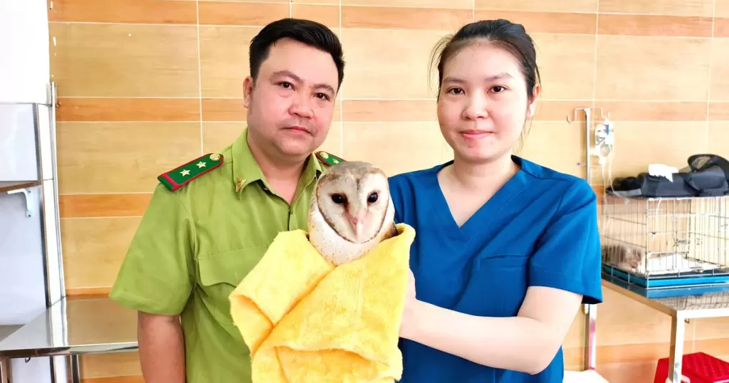 胡志明市一隻被剪翅羽的倉鴞獲救並移交林檢部門