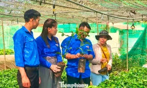 安江七山青年养蜂人将无刺蜂养殖扩至千余箱 · 报道配图