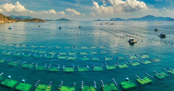 越南巴沙鱼前九月出口增近11%，永环8月营收达1.099万亿越盾 · 报道配图