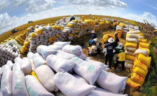 越南宣介第365号大米进出口法令，2028年起为出口商信用评分 · 报道配图