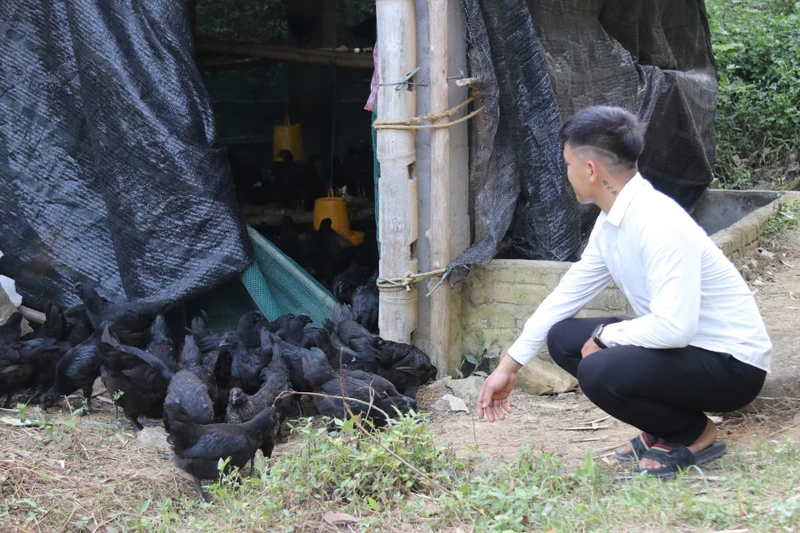 老街省峰由下社向6戶養殖戶發放逾2億越南盾扶持資金 · 報道配圖
