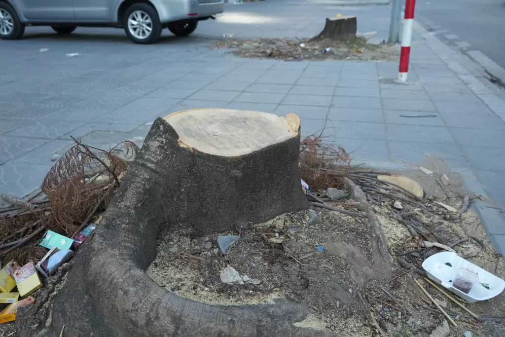 砍伐樹木、修剪人行道以修建穿過三環路的美池—楊廷藝地下通道