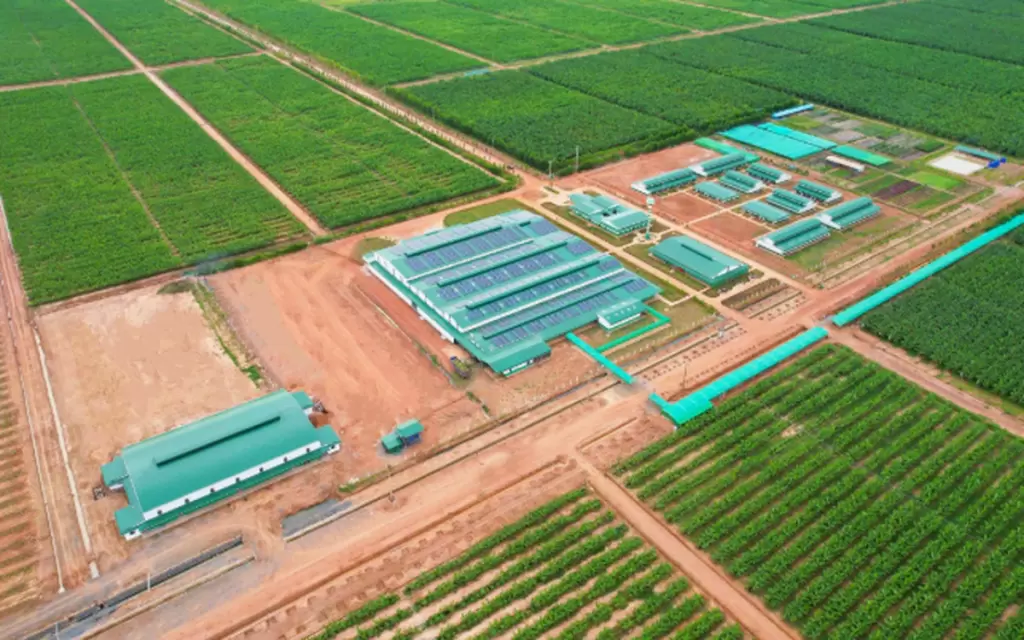 THACO AGRI规划在老柬种植6300公顷柚子,目标每季6万吨