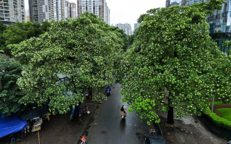 胡志明市萊氏公園731具烈士遺骸安葬後繼續搜尋 · 報道配圖
