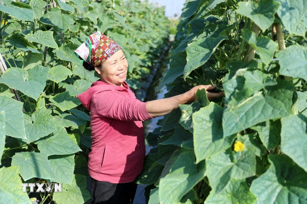 越南合作社項目助逾5.5萬女性就業,官員指數字技能仍存差距 · 報道配圖
