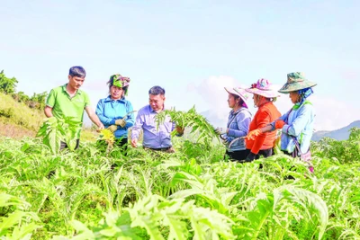 杜進士先生(左起第三位)經常指導民眾種植和養護朝鮮薊的技術。