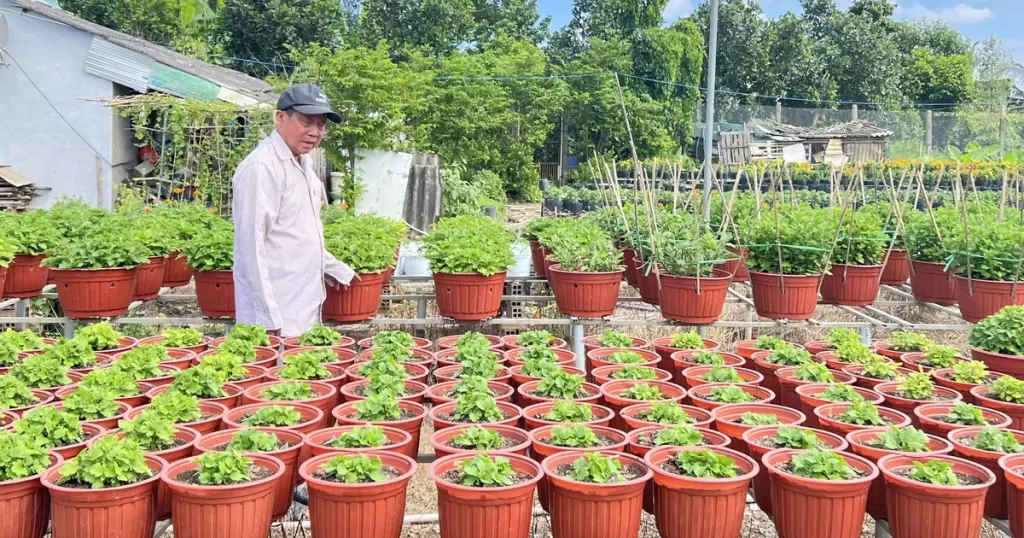 沙沥花村备战2027年春节 预计种花100公顷120万盆