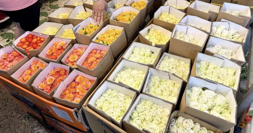 胡志明市20-10节前玫瑰价翻倍,火龙果与羊肉行情回升