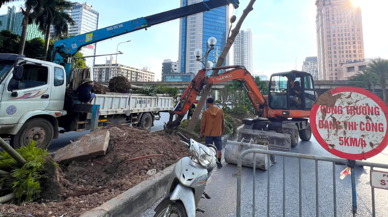 河内迁移绿化树以修建第8条地下通道