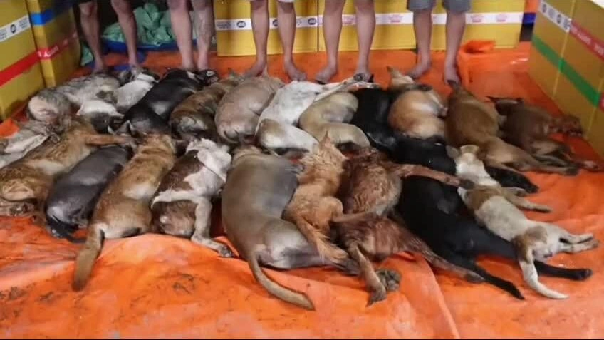 捣毁跨省盗窃、销售逾10吨狗肉的团伙