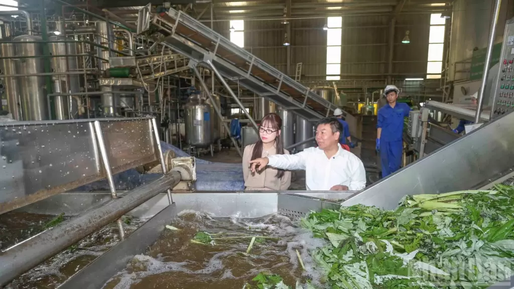 老街省藥材種植面積達6150公頃,計劃2030年擴至8500公頃 · 報道配圖