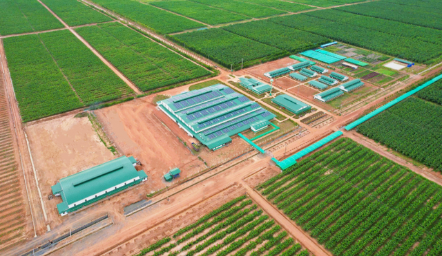 THACO AGRI规划在老柬种植6300公顷柚子,目标每季6万吨