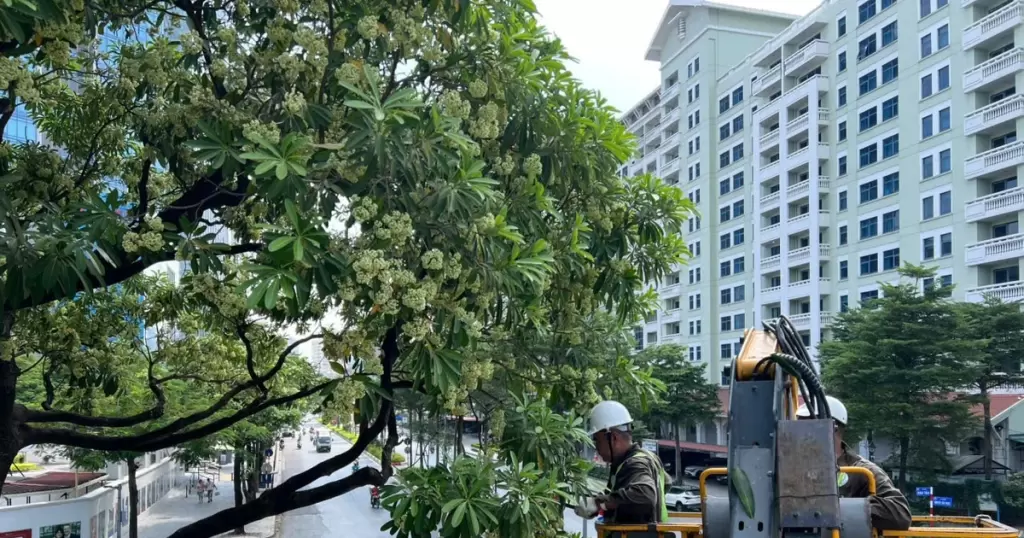 河内称未决定以星木替换阮攸街花树,已修剪约500棵