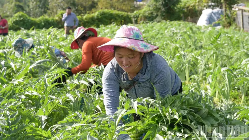 老街省藥材種植面積達6150公頃,計劃2030年擴至8500公頃 · 報道配圖