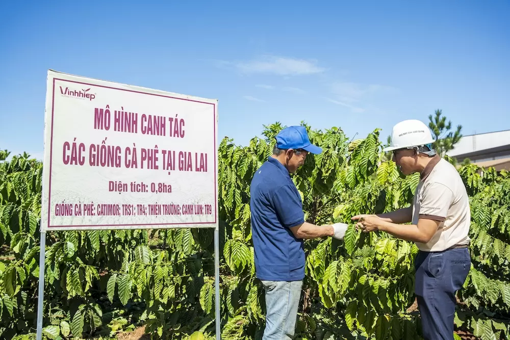 嘉莱的咖啡品种种植模式