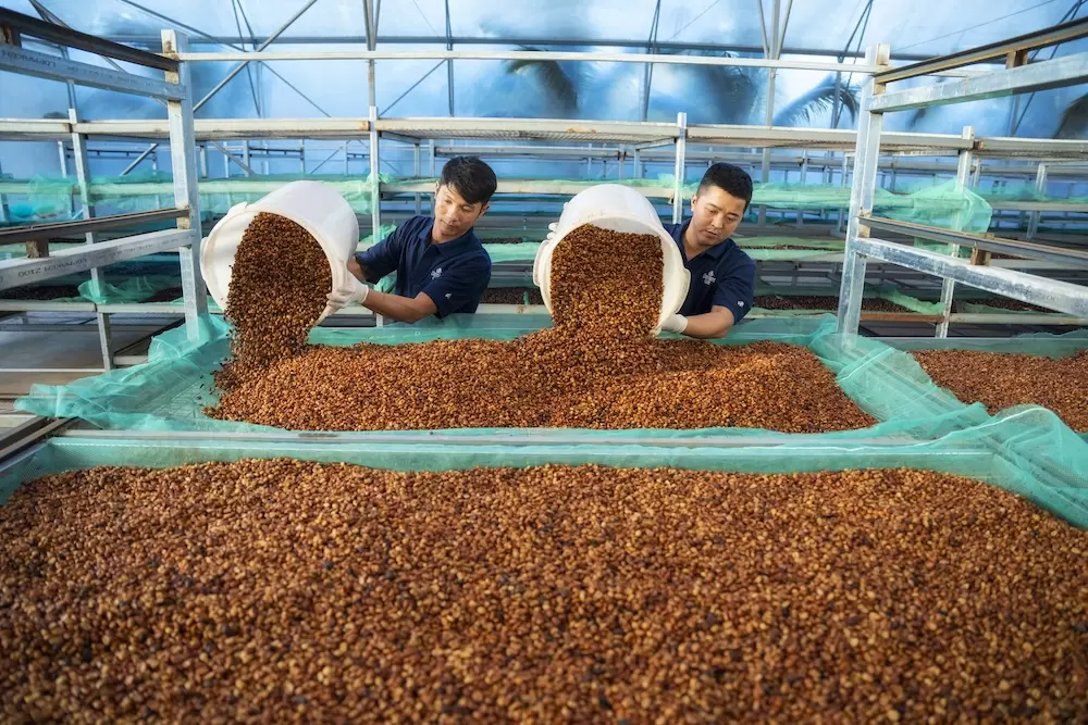咖啡出口转向速溶咖啡和精制咖啡