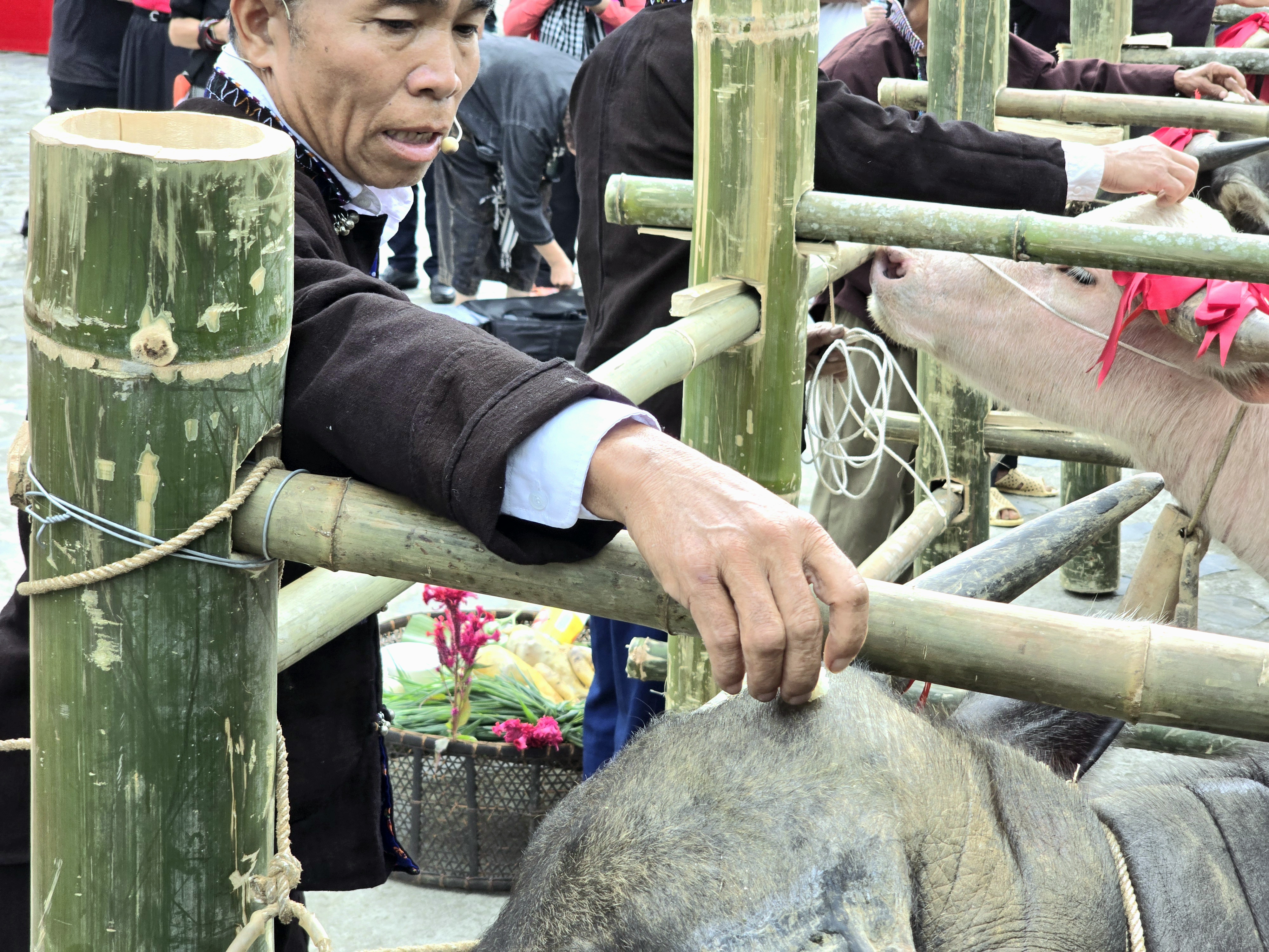卢族祭牛魂仪式中的人文之美——图7