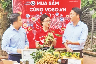 在兴安省新雄乡种植区直播推介龙眼