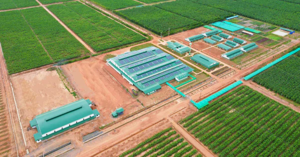 THACO AGRI规划在老柬种植6300公顷柚子,目标每季6万吨 · 报道配图