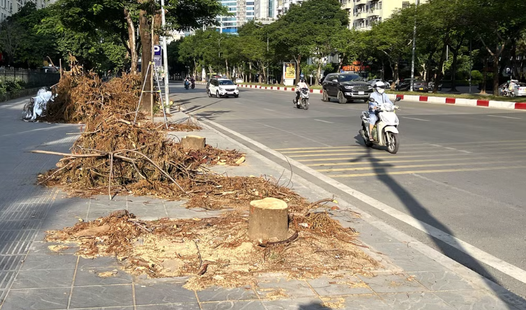 河内迁移绿化树以修建第8条地下通道