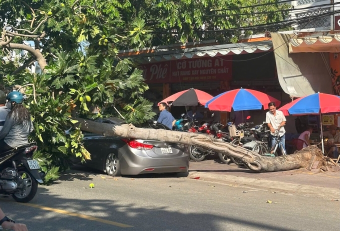 胡志明市一棵麵包樹連根拔起砸中汽車