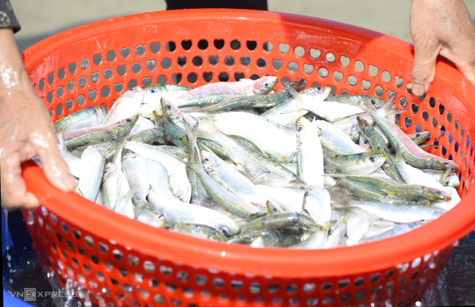 漁民在鯡魚季每天收入數百萬越南盾