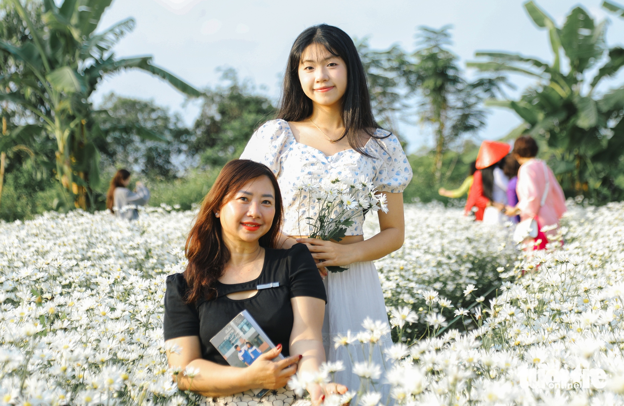 反季節雛菊花園吸引遊客在峴港市中心打卡