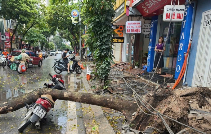 雷雨導致河內、老街樹木倒塌壓人