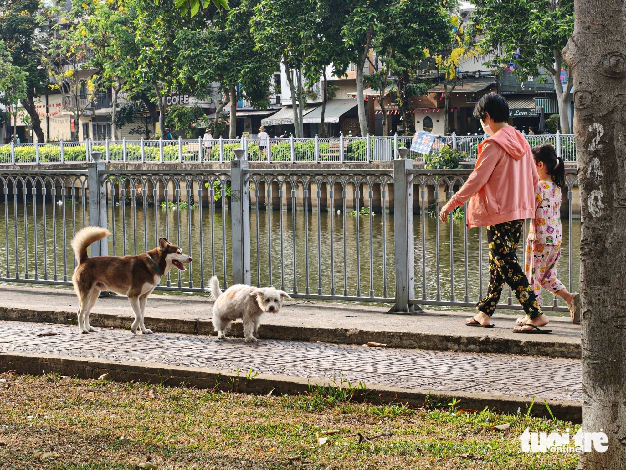 嘉定公園內到處可見未拴繩、未戴嘴套的狗亂跑