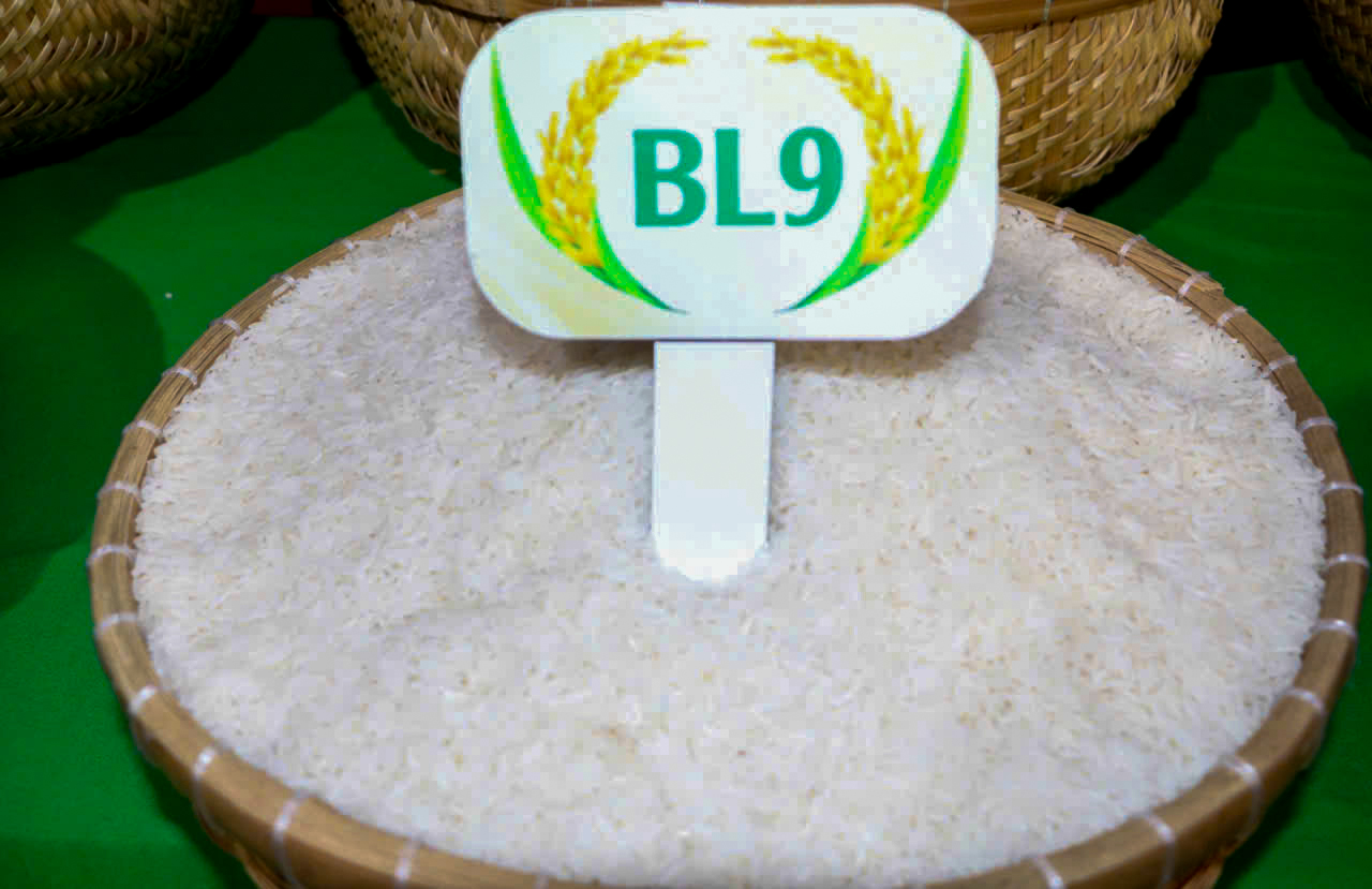 金甌省BL9稻蝦米榮獲九龍江三角洲最美味大米獎