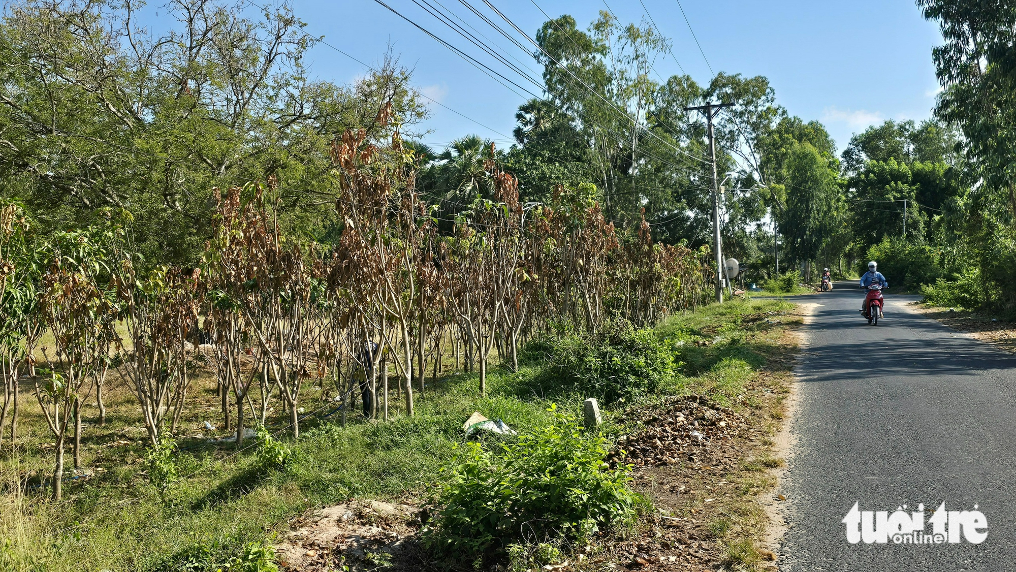 非法建設和種植樹木以迎接高速公路連接項目的情況引發警報