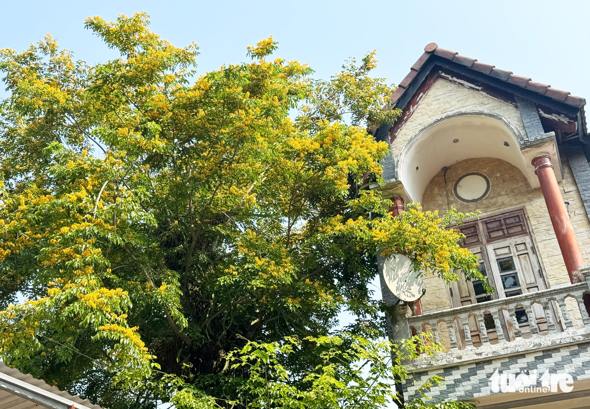 峴港南部金黃色的黃花風鈴木,香茶黃花風鈴木節“留住”遊客