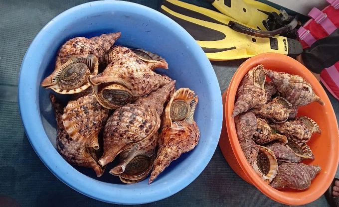 在芽庄湾的餐厅发现许多稀有的大法螺