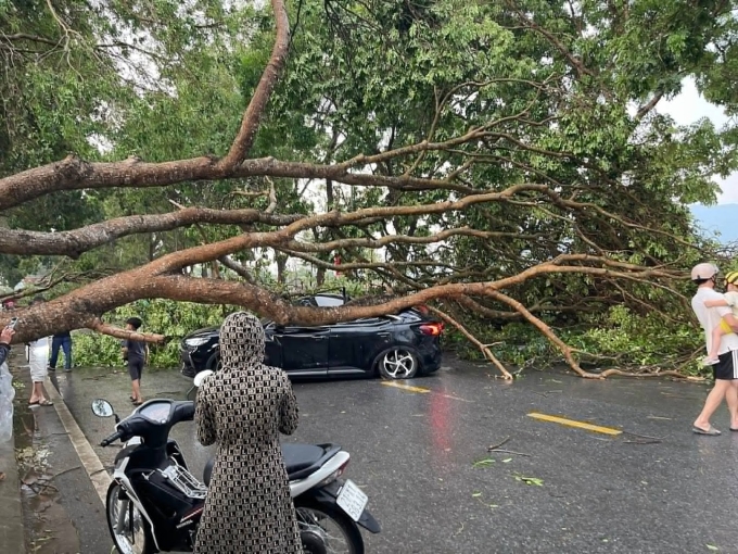 雷雨導致河內、老街樹木倒塌壓人
