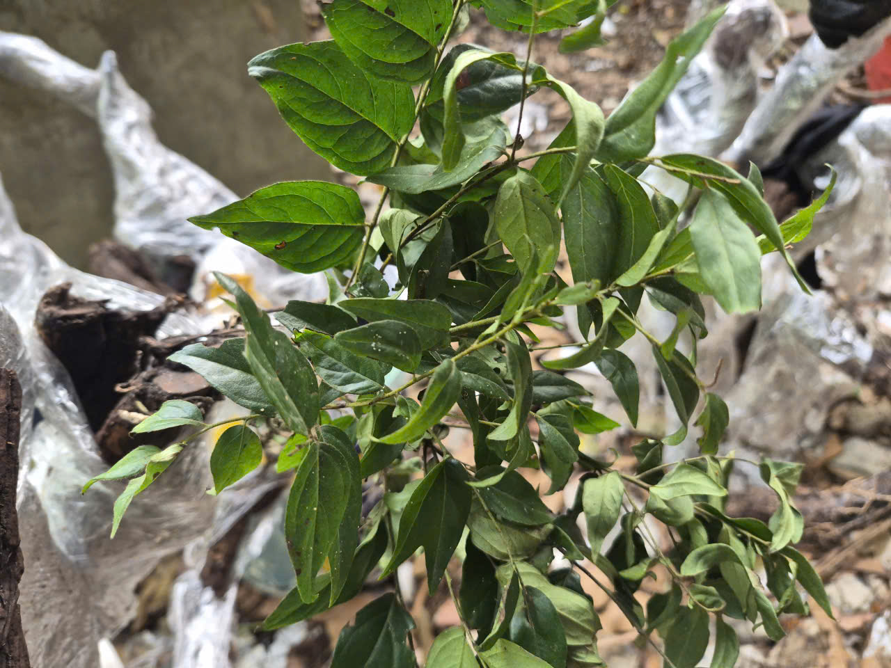 紅霧樹價格被炒作,林業與森林保護局指示打擊非法買賣