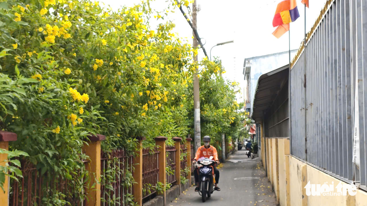 黃鐘花在胡志明市多條街道上綻放
