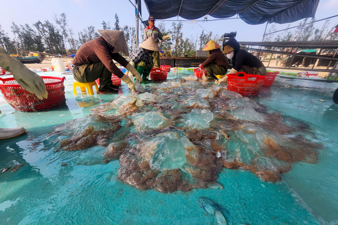 漁民捕獲大量海蜇