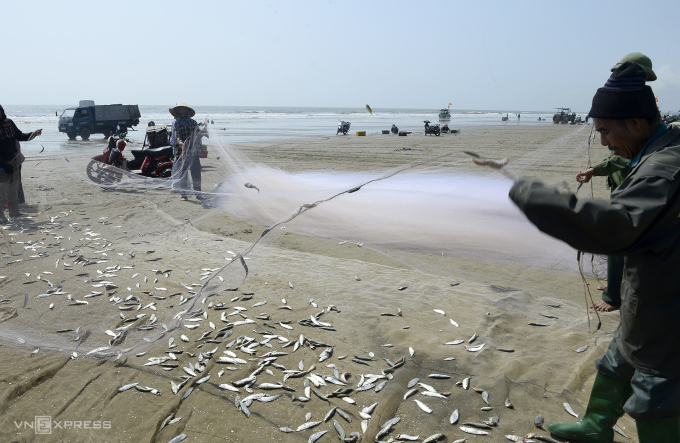 漁民在鯡魚季每天收入數百萬越南盾