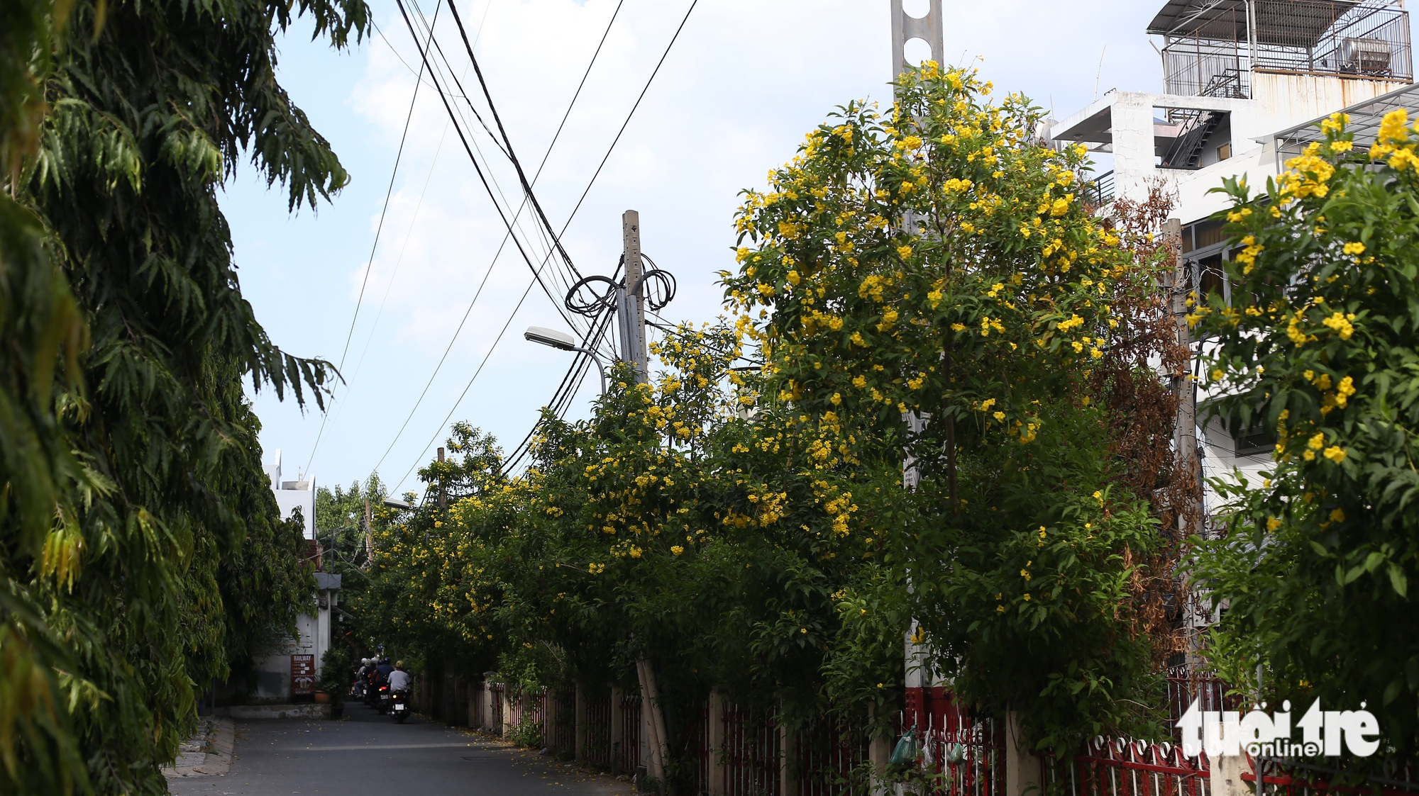 黃鐘花在胡志明市多條街道上綻放