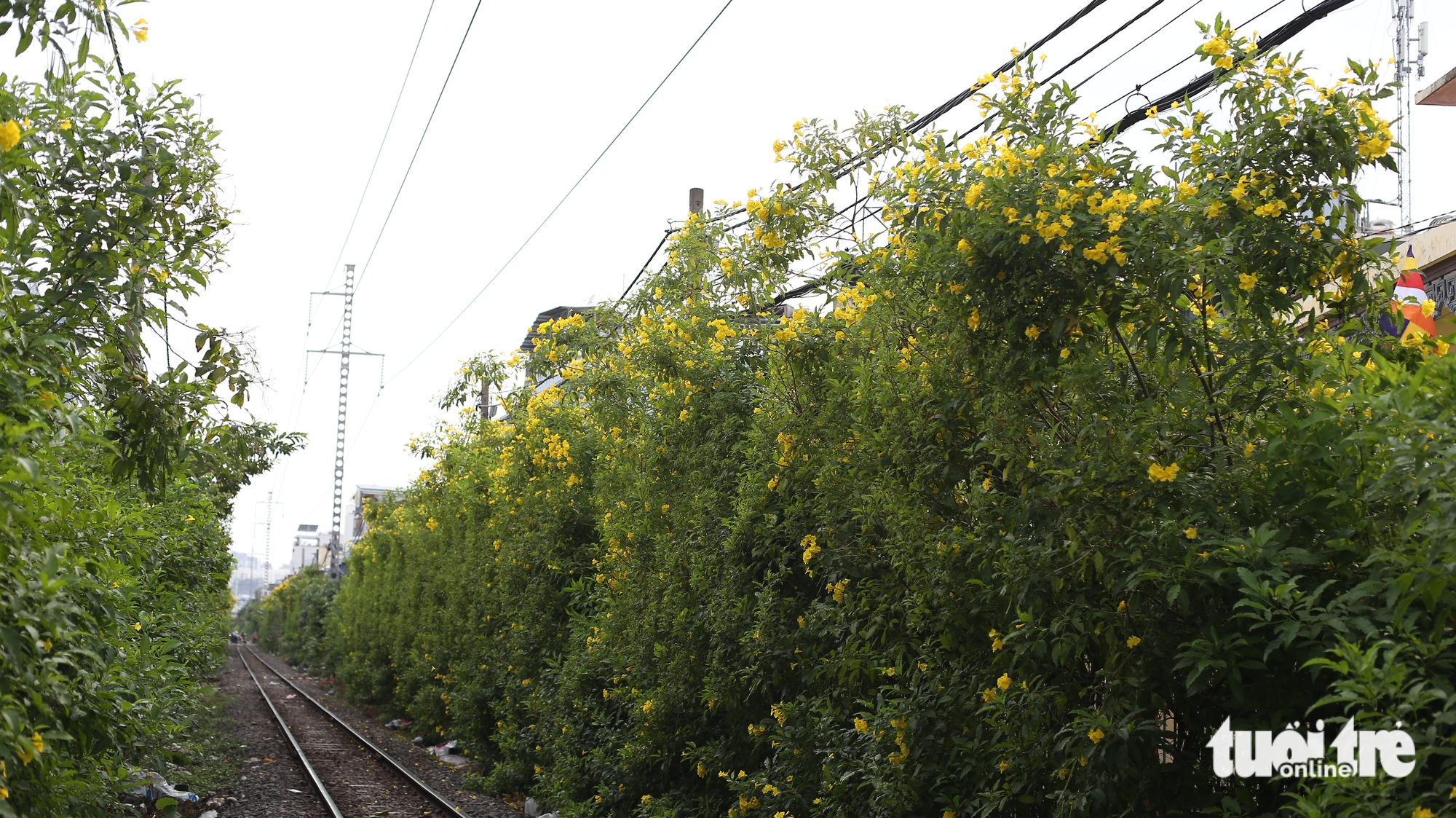 黃鐘花在胡志明市多條街道上綻放